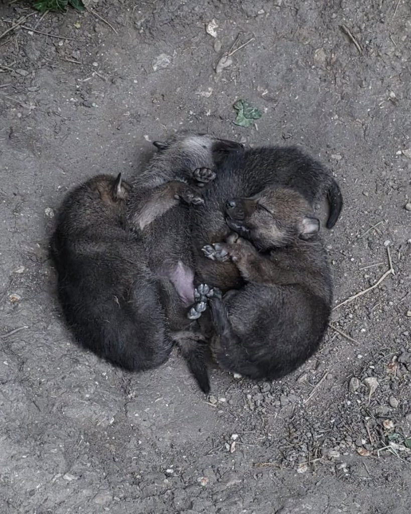 I quattro cuccioli dell'Area Faunistica di Civitella - Foto FB Parco Nazionale d'Abruzzo Lazio e Molise