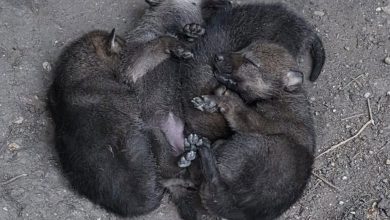 cuccioli, pnalm
