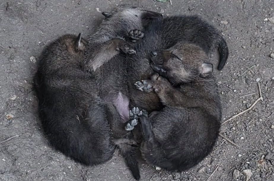 cuccioli, pnalm