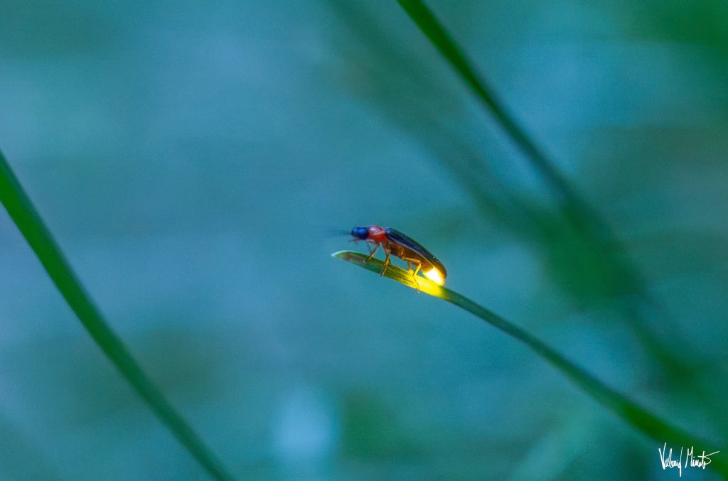 lucciole, valerio minato