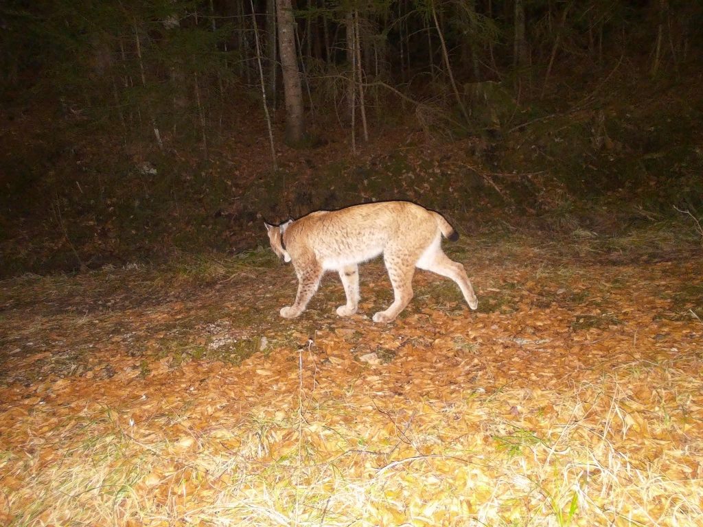 Foto FB Progetto Lince Italia