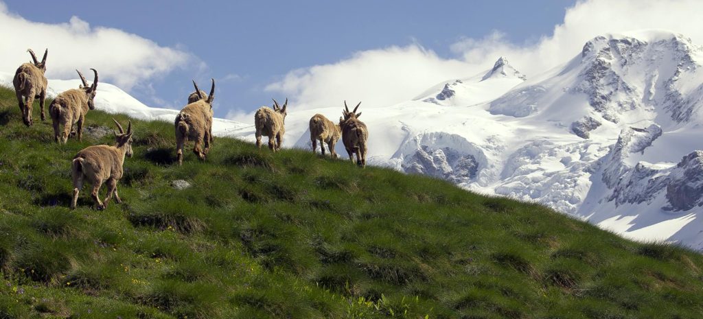 @Monterosa