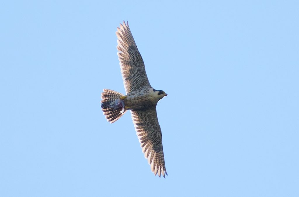 falesia di andonno, falco pellegrino