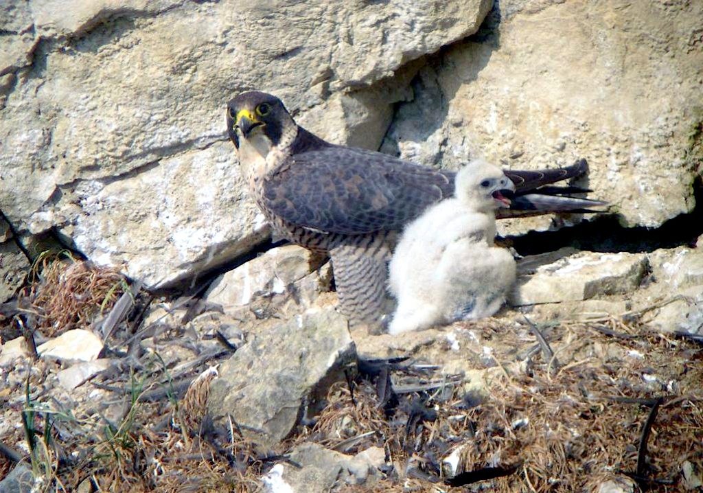 Falco pellegrino con pullo - Foto Georges Lignier (georges.lignier@wanadoo.fr) - Personal photo of Georges Lignier (georges.lignier@wanadoo.fr) / LPO (Ligue de Protection des Oiseaux) of Franche comté - Wikimedia Commons, CC BY-SA 3.0