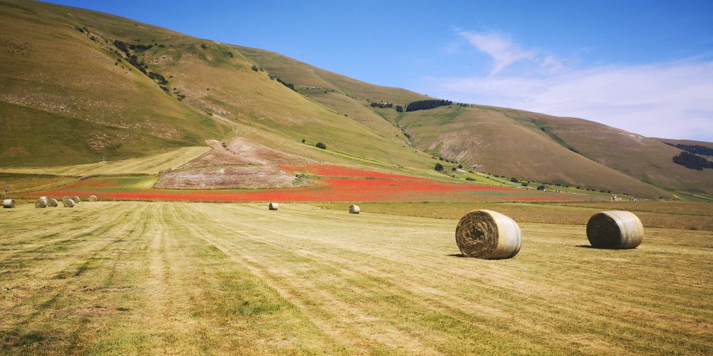 Fioritura 2021 - Foto Tatiana Marras