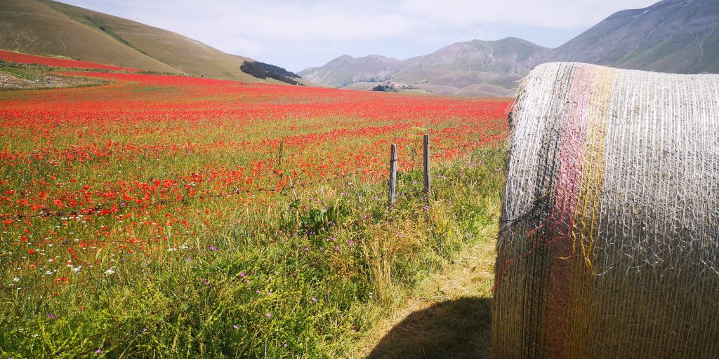 Fioritura 2021 - Foto Tatiana Marras