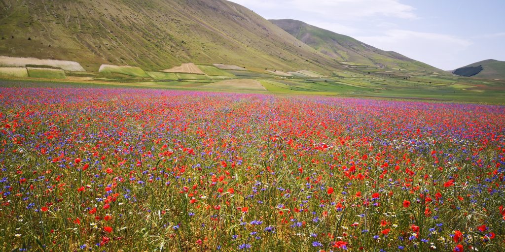 Fioritura 2021 - Foto Tatiana Marras