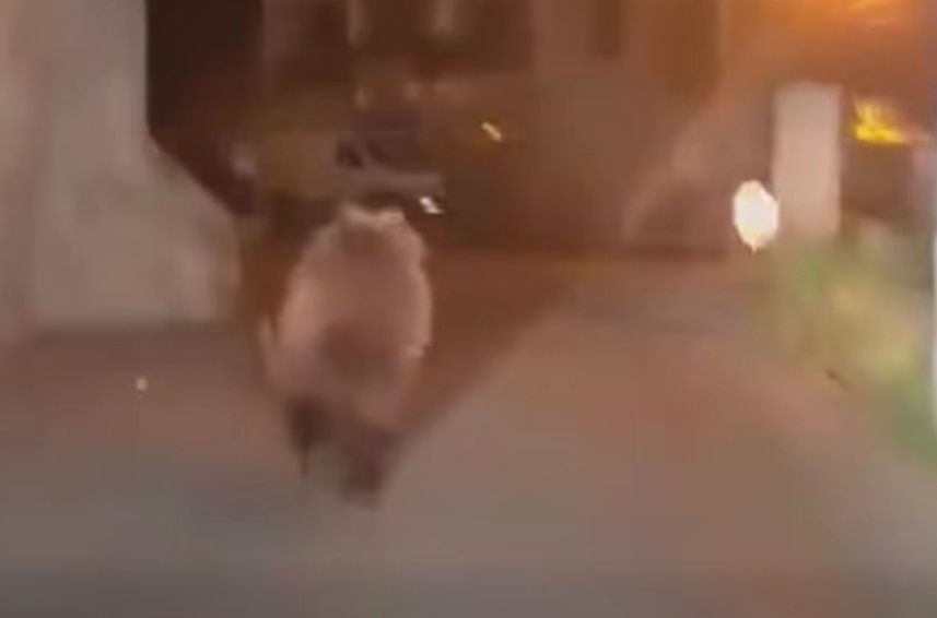 orso, oga