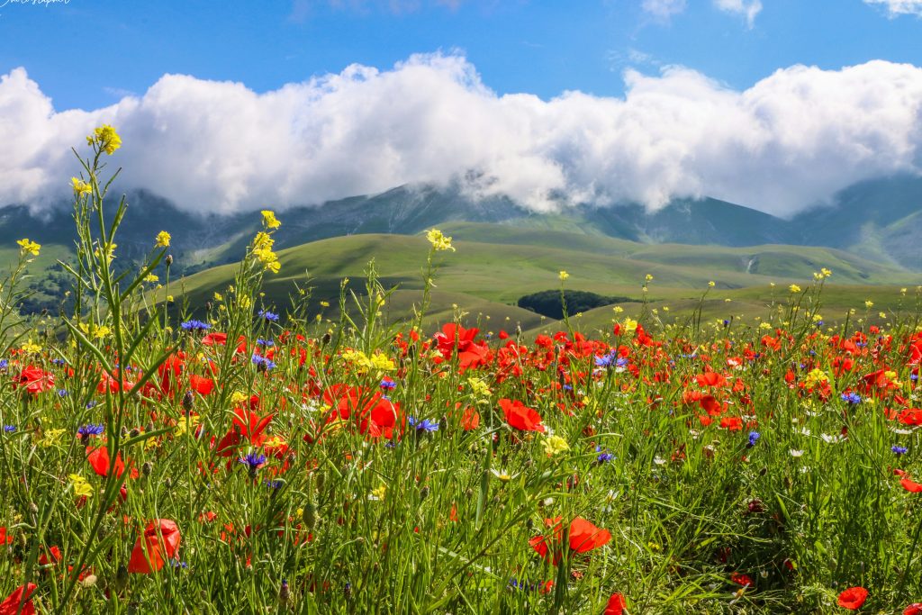 castelluccio di norcia, fioritura