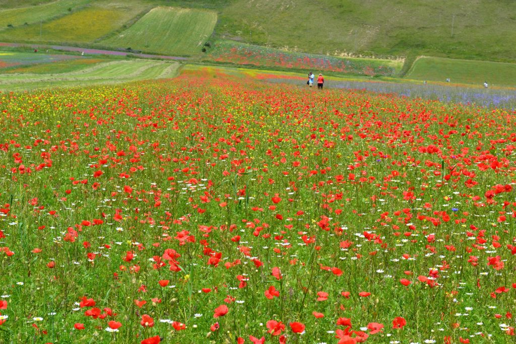 Foto di repertorio di Davide Mauri da Pixabay