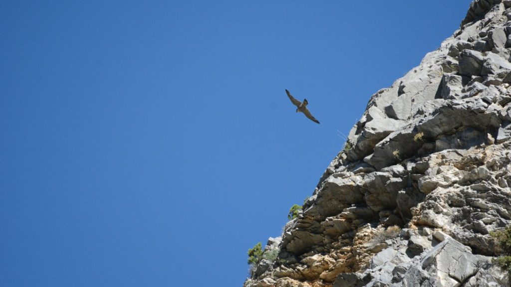 Falco pellegrino in volo | A. Rivelli/Ente APAM