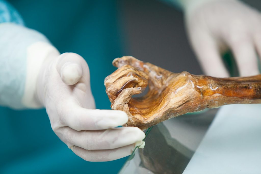 Foto South Tyrol Museum of Archaeology/Eurac Research/Marion Lafogler