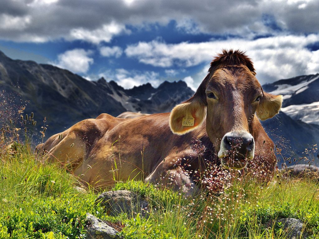 Foto di Jerzy da Pixabay