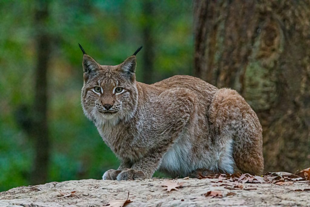 lince
