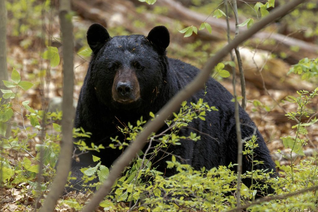 Orso nero - Foto di Michael Anfang su Unsplash