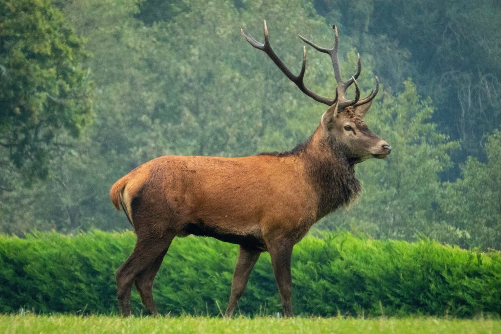 Foto di Nick Fewings su Unsplash