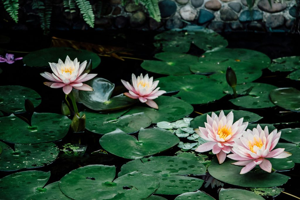 Le ninfee sono un esempio di idrofite. Foto di Jason Sung @Unsplash