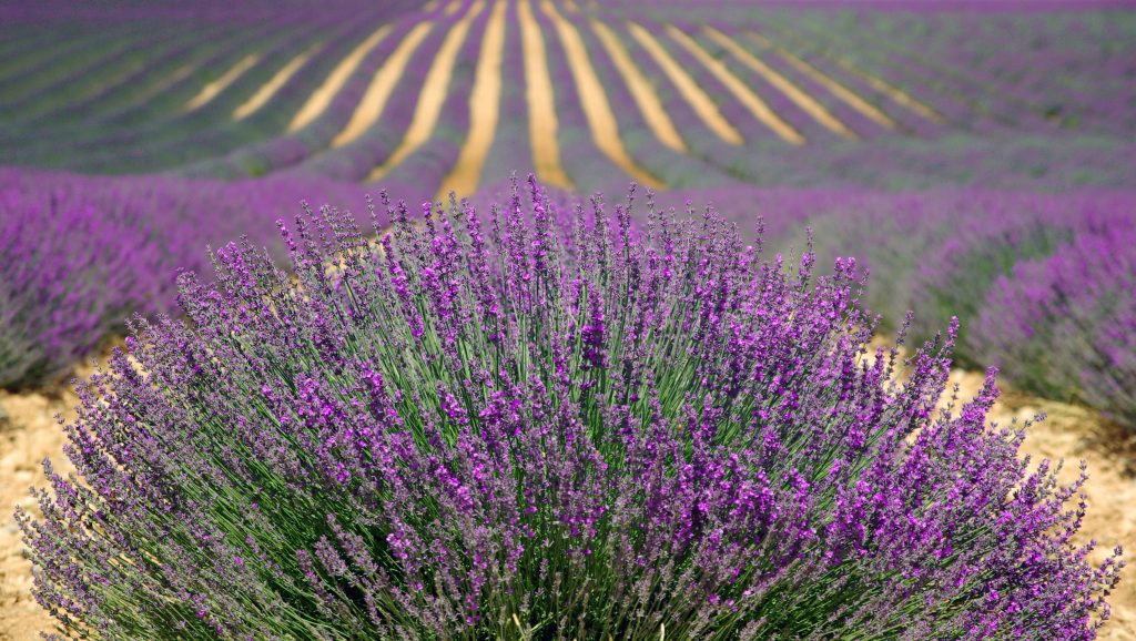Foto di No-longer-here da Pixabay