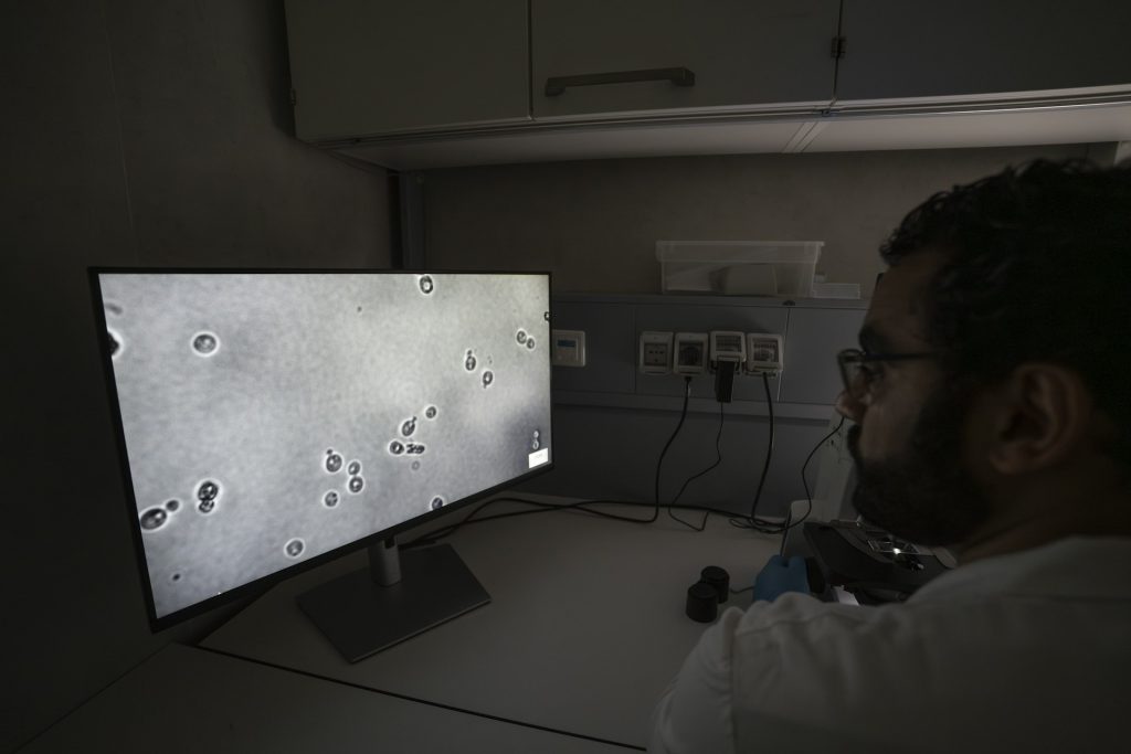 Mohamed Sarhan osserva le cellule di lievito al microscopio. Foto Eurac Research / Andrea De Giovanni