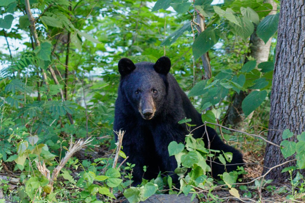 Orso nero - Foto di Peregrine Photography su Unsplash