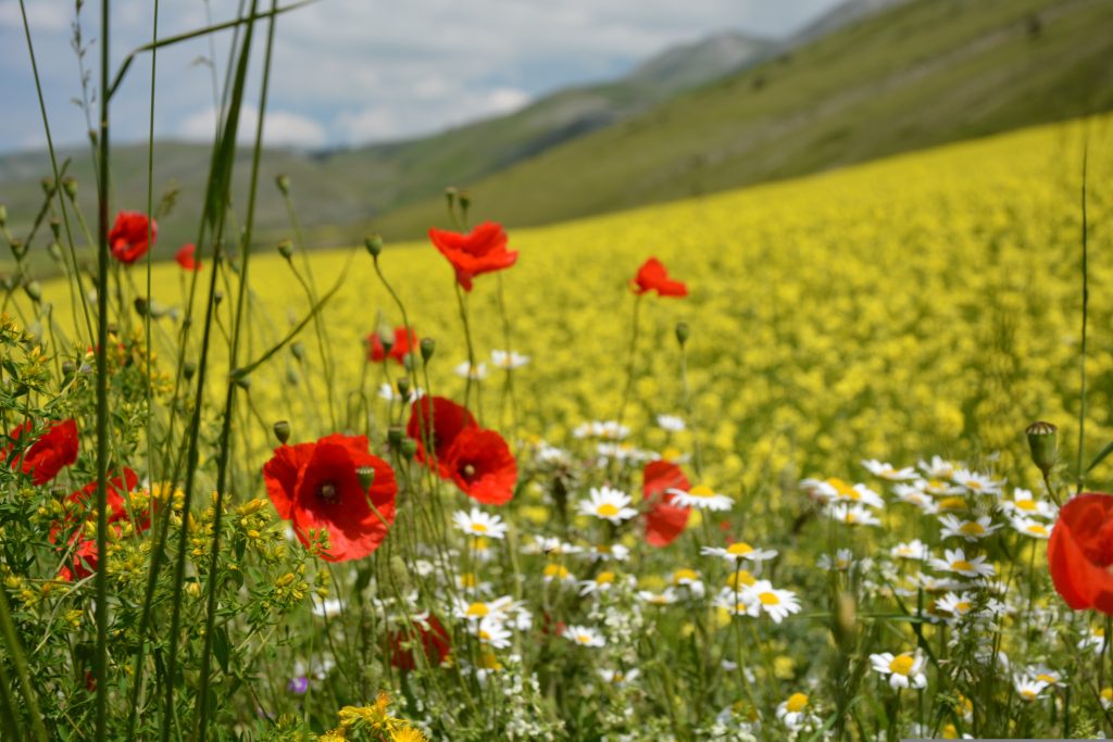Foto di repertorio di Renzo da Pixabay