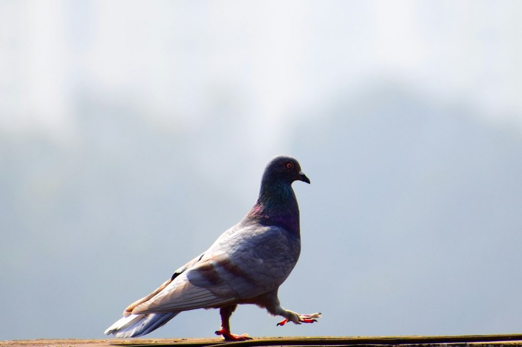 Foto di sanjiv nayak su Unsplash