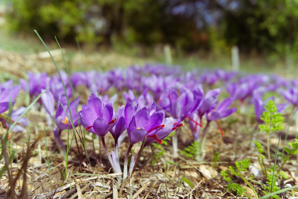Zafferano - Foto di Johan Puisais da Pixabay