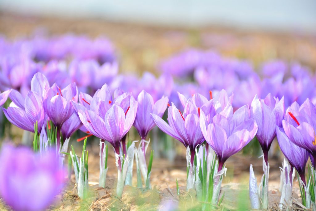 Lo zafferano è un esempio di geofite. Foto di Mohammad Amiri @Unsplash