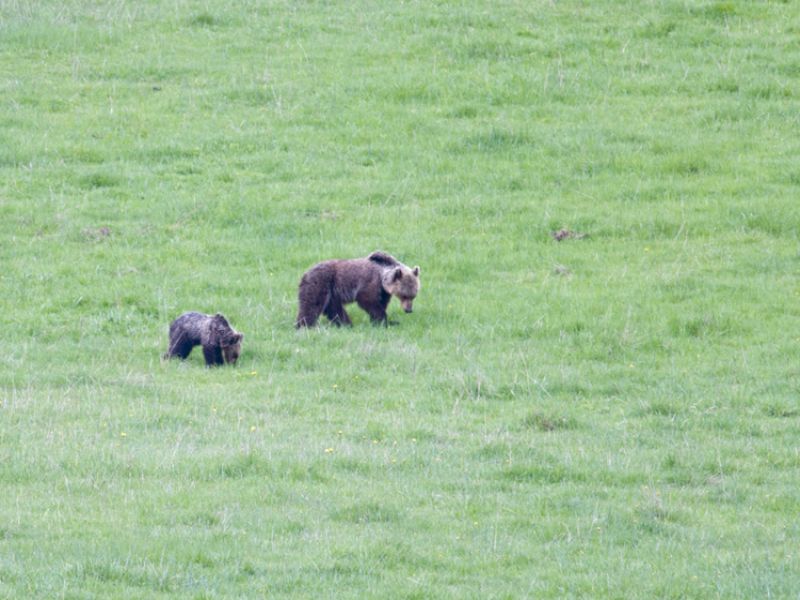 Orsa con cucciolo
(foto di: Valentino Mastrella)