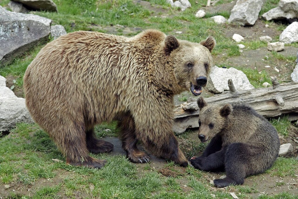orso