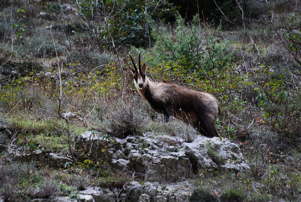 Camoscio appenninico - Foto Francesco Palermo - Wikimedia Commons, CC BY-SA 4.0