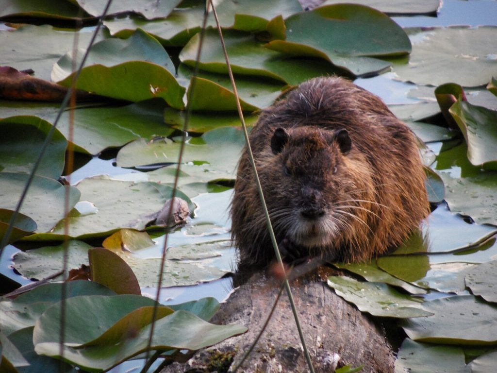 Nutria - Foto Natalia Reyes Escobar - Wikimedia Commons, CC BY-SA 4.0