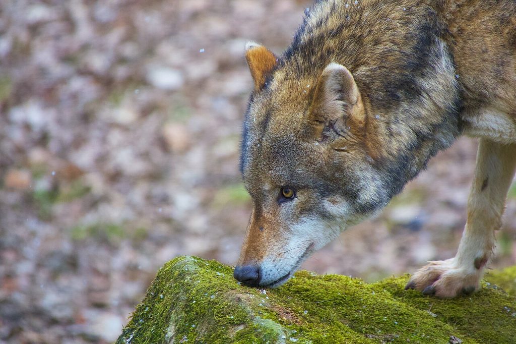 Lupo - Foto C. Brück - Wikimedia Commons, CC BY-SA 4.0