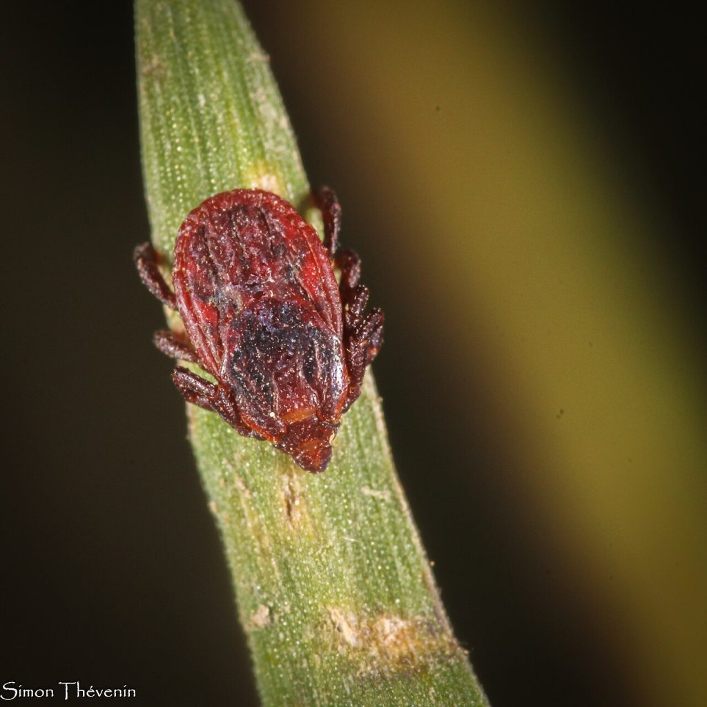 Rhipicephalus sanguineus - Foto Simon Thevenin - Wikimedia Commons, CC BY-SA 4.0