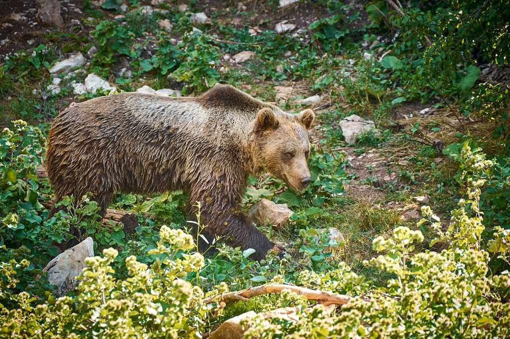 Orso bruno - Foto © Anil Öztas - Wikimedia Commons, CC BY-SA 4.0