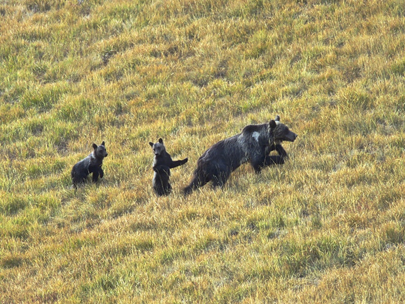 Orsa con cuccioli
(foto di: Archivio PNALM)