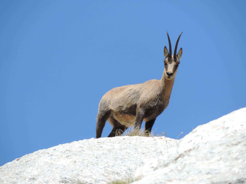Camoscio appenninico - Foto FB Parco Nazionale dei Monti Sibillini