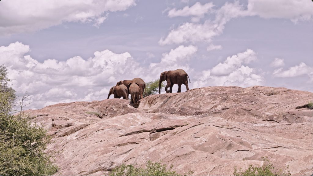 Samburu National Reserve ©Robbie Labanowski - Save the Elephants