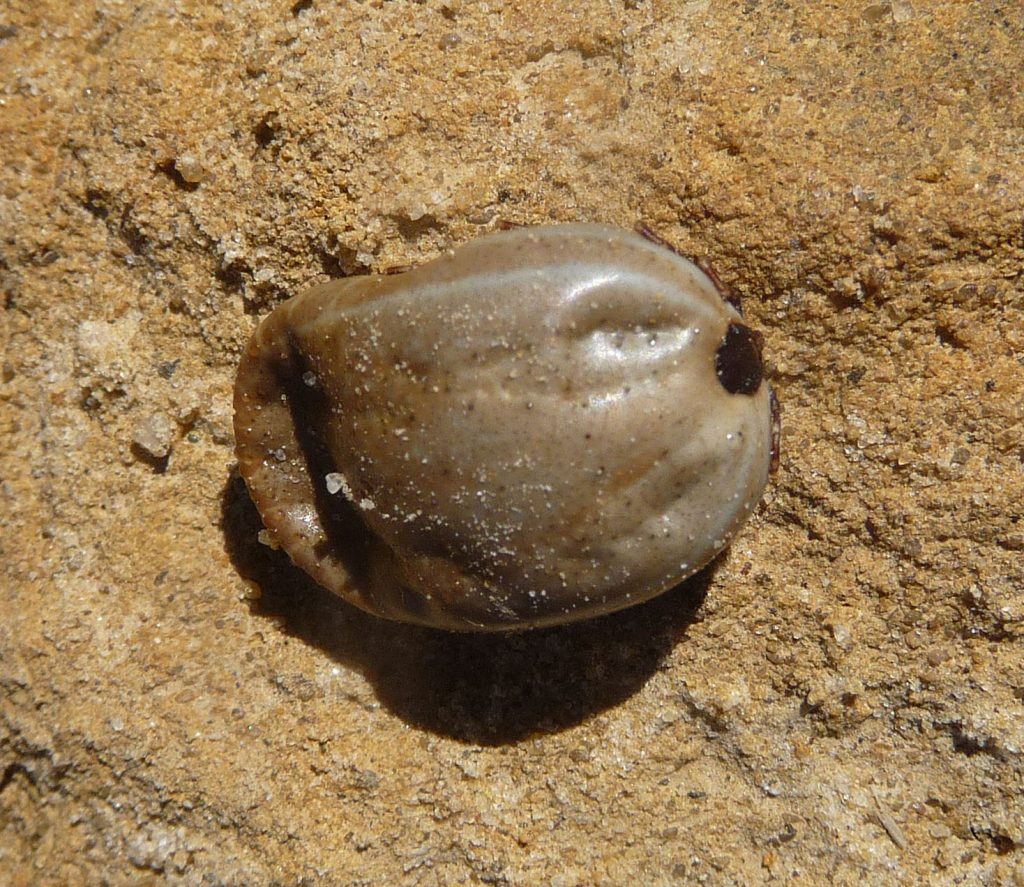 Rhipicephalus sanguineus - Foto gailhampshire from Cradley, Malvern, U.K - Wikimedia Commons, CC BY 2.0