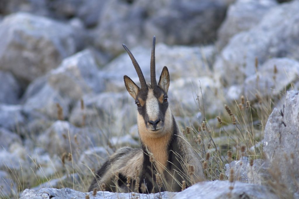 Camoscio appenninico - Foto Marcobranchi - Wikimedia Commons, CC BY-SA 4.0,