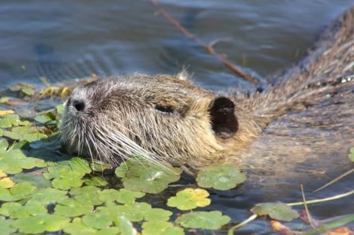 Nutria - Foto AmbienteSustentable - Wikimedia Commons, CC BY-SA 4.0
