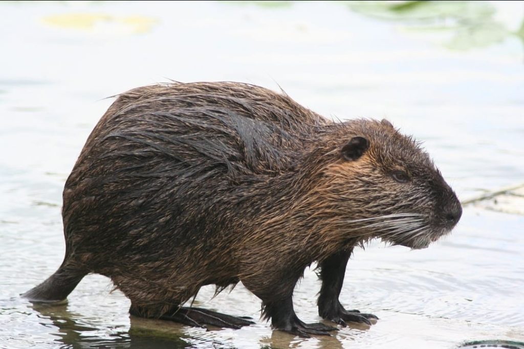 Nutria - Foto AmbienteSustentable - Wikimedia Commons, CC BY-SA 4.0