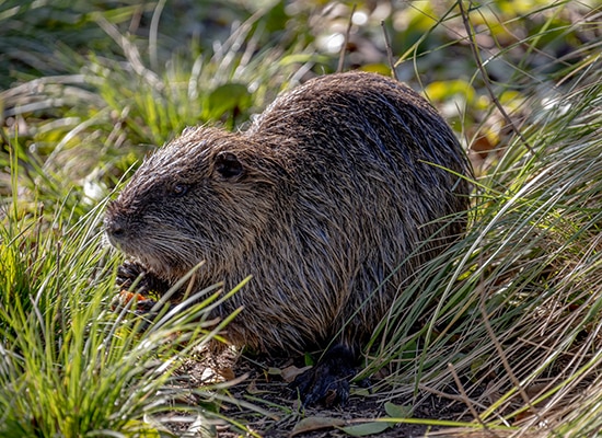 Nutria - Foto Gobierno de la Ciudad Autónoma de Buenos Aires - Wikimedia Commons, CC BY 2.5 ar