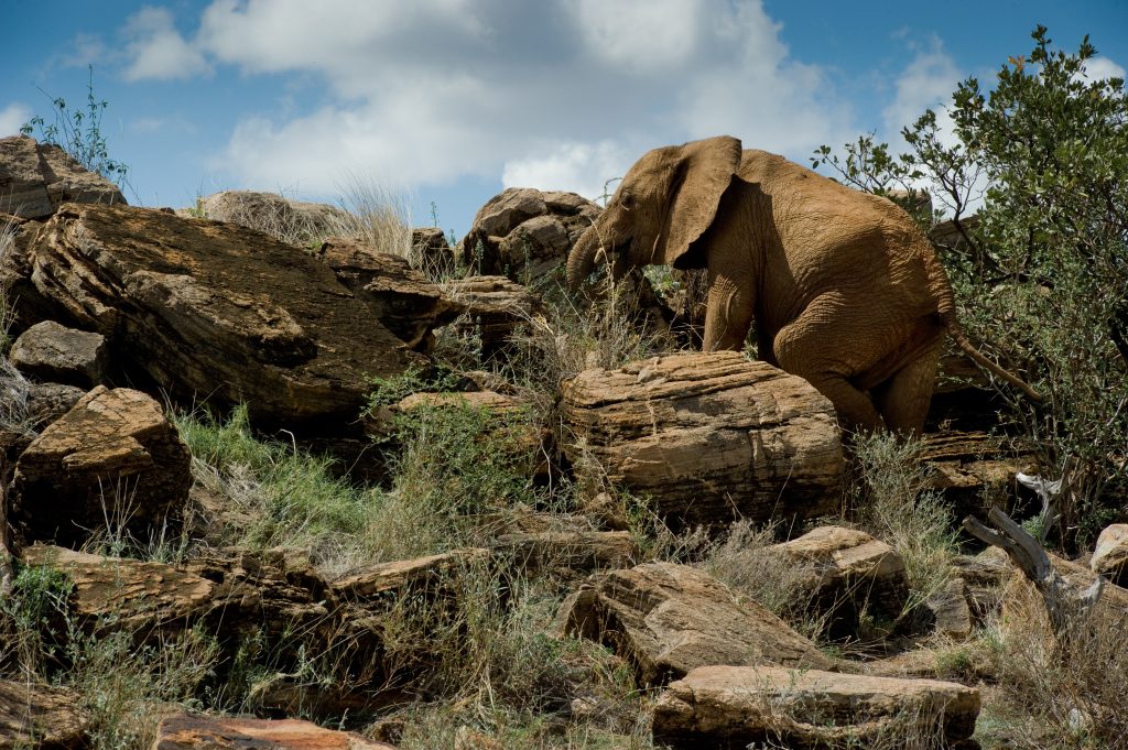 Elefanti in Kenya ©Frank af Petersens - Save the Elephants