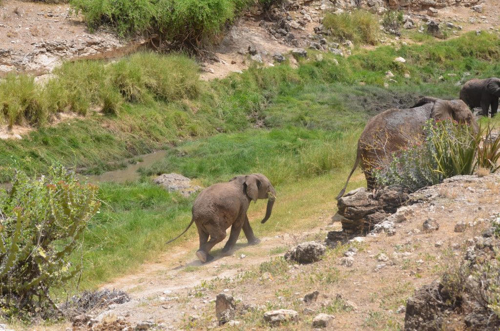 Elefanti in Kenya ©Courtesy of Save the Elephants