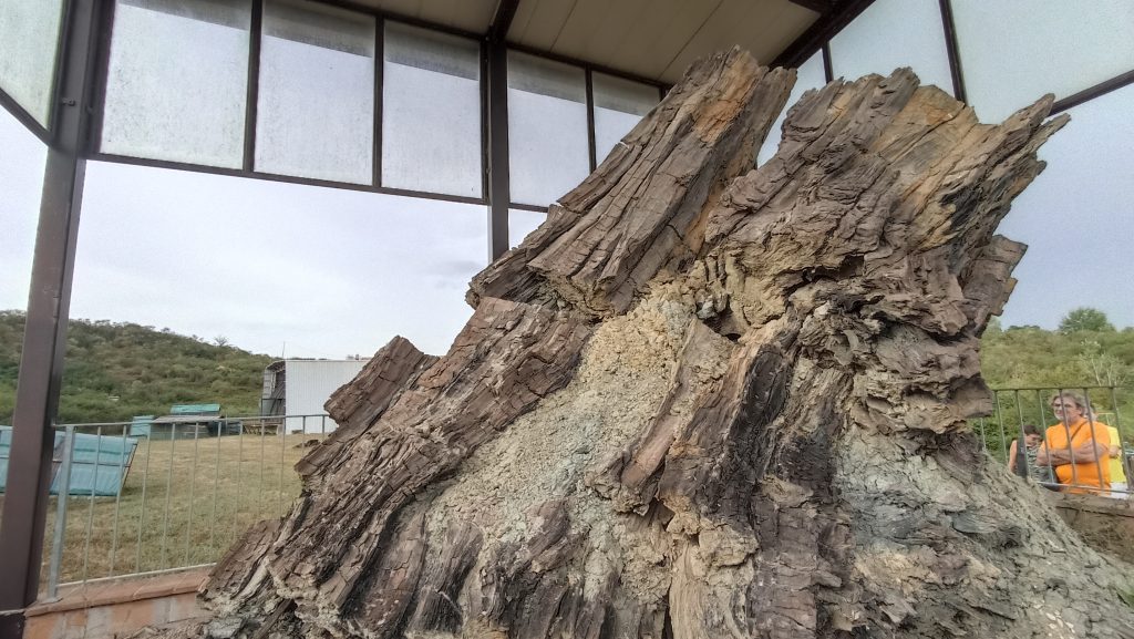 Foresta fossile di Dunarobba - Foto Tatiana Marras