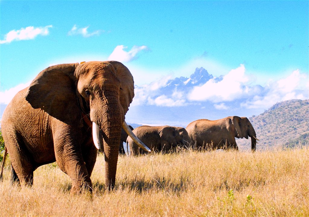 Elefanti e Mt Kenya ©Saba Douglas Hamilton - Save the Elephants