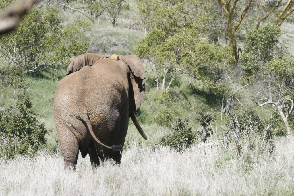Elefante in Kenya ©Saba Douglas Hamilton - Save the Elephants
