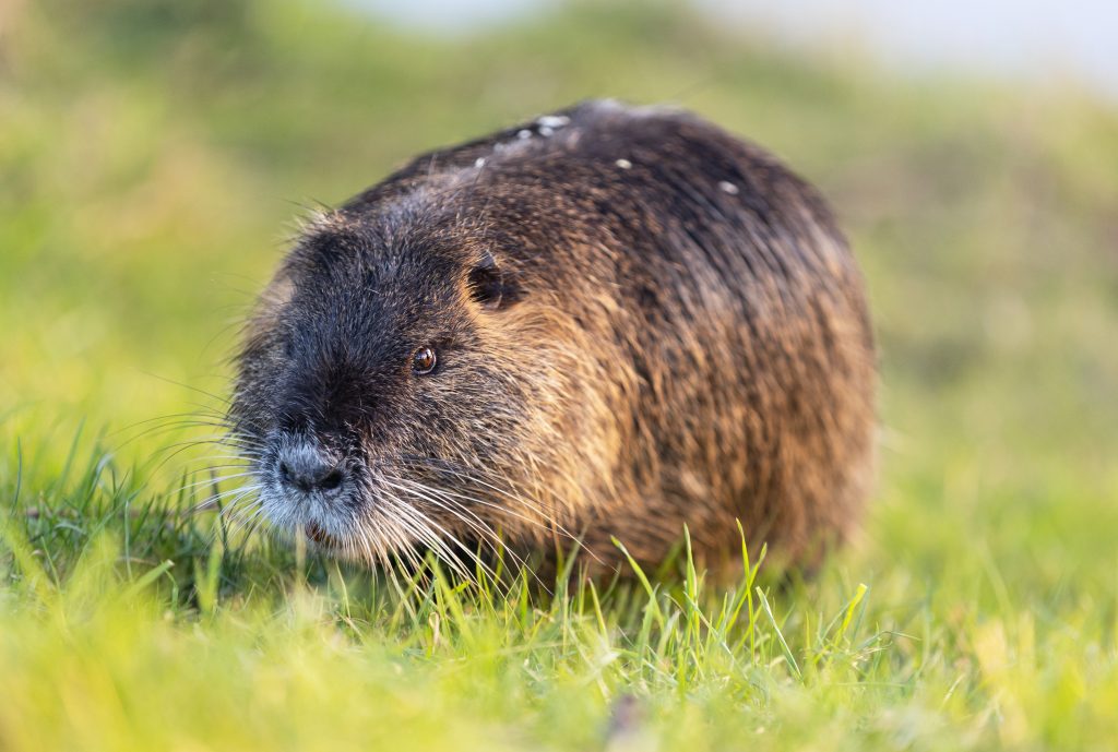 Nutria - Foto Lisa Osada - Wikimedia Commons, CC BY 4.0