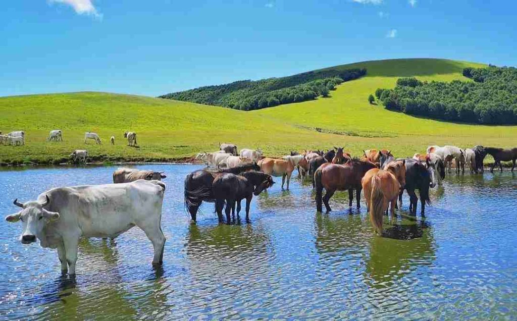 Pantani di Accumoli. Foto Salviamo L'Orso